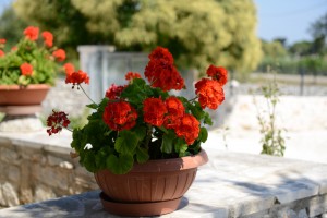 Trulli dal Conte, bed and breakfast