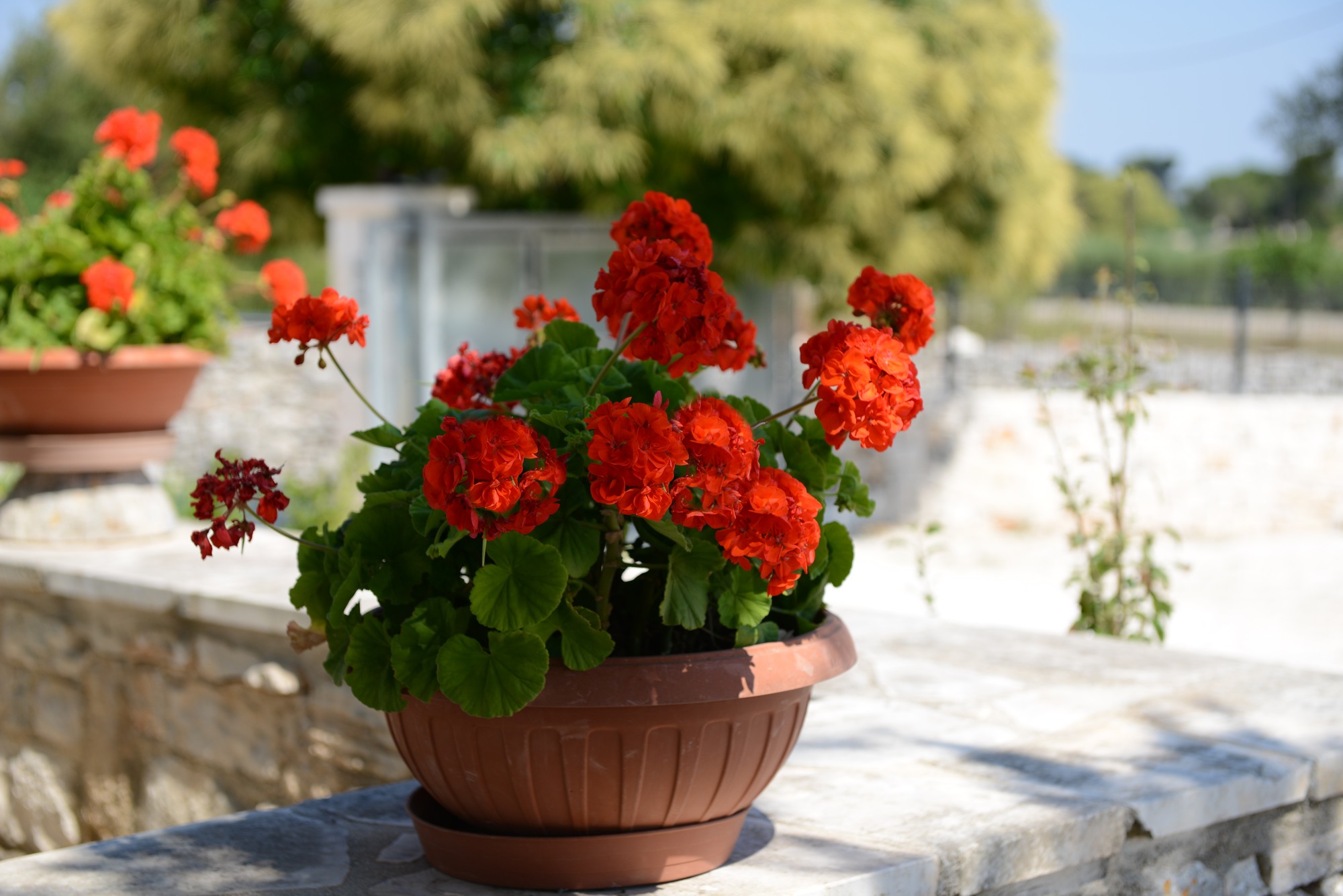 Trulli dal Conte, bed and breakfast