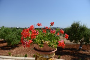 Trulli dal Conte, bed and breakfast